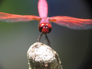 dragonfly