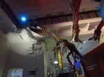 Dinosaur skeleton