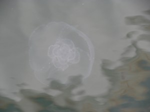 Watch out! Poisonous jellyfish! (just kidding)