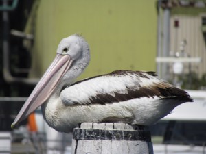 pelican