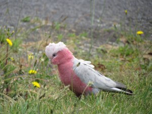 Pink cockatoo