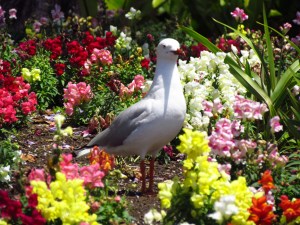 Seagull in flower bed