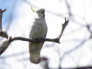 Sulphur-crested cockatoo