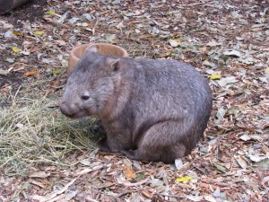 Wombat