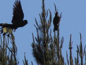 Yellow -tail black cockatoo