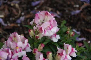 White flowers with pink edges
